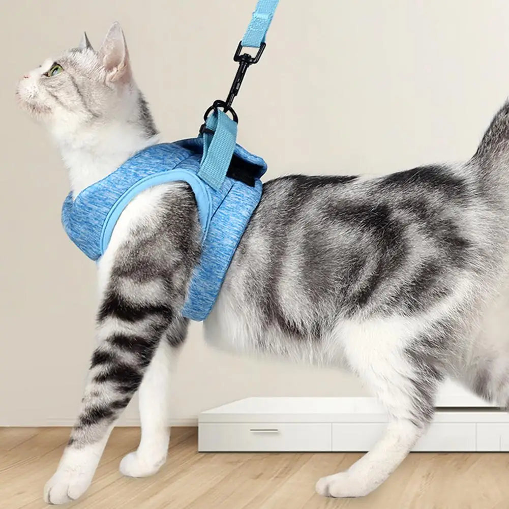 Chat tigré portant le harnais-gilet respirant avec laisse
