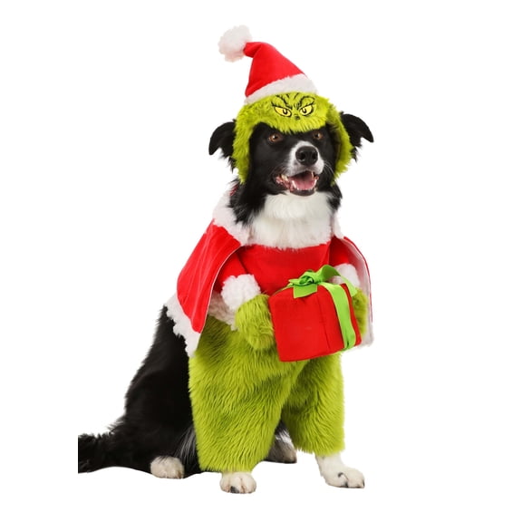 Chien border collie déguisé en Grinch tenant un cadeau de Noël